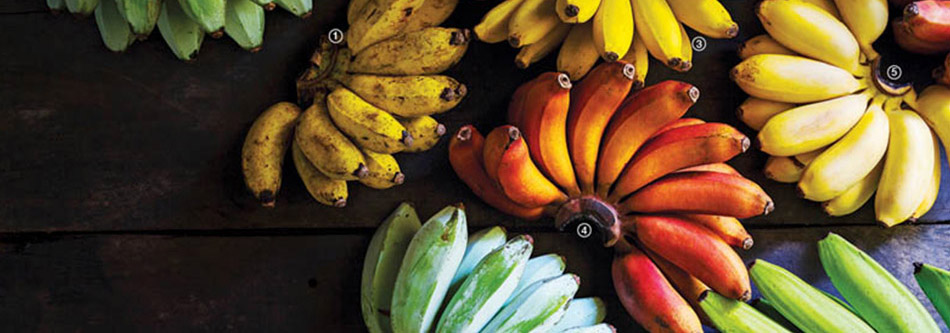 Cavendish Bananas